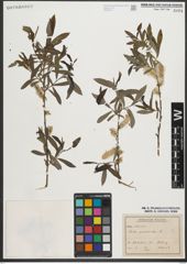 Foto von Salix purpurea L.